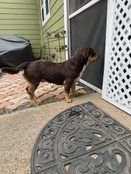 Found/Stray Male Dog last seen Near & Mount Olive Rd. , Cedar Creek, TX 78612