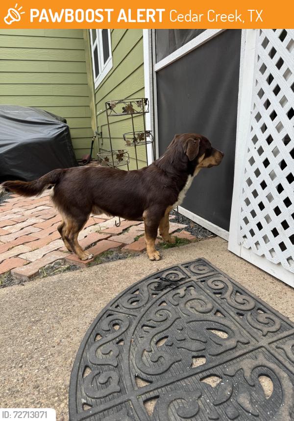 Found/Stray Male Dog last seen Near & Mount Olive Rd. , Cedar Creek, TX 78612