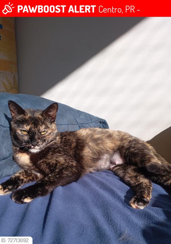 Lost Female Cat last seen Alameda Augusto Stellfeld, 1296, Centro, PR 80410-140