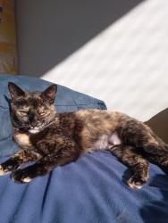 Lost Female Cat last seen Alameda Augusto Stellfeld, 1296, Centro, PR 80410-140
