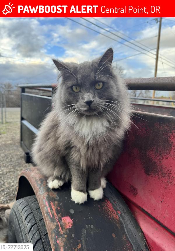 Lost Male Cat last seen Taylor Rd, Central Point, OR 97502