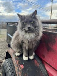 Lost Male Cat last seen Taylor Rd, Central Point, OR 97502