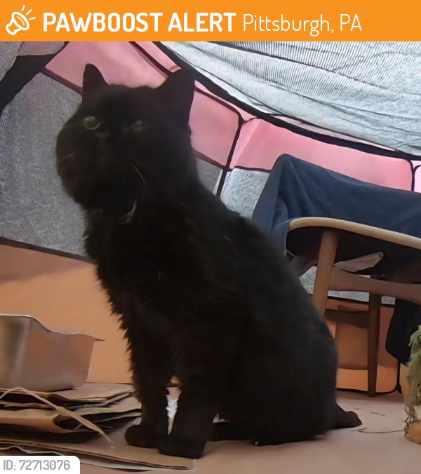 Found/Stray Female Cat last seen Lime Oak Dr, Penn Hills, Pittsburgh, PA 15235