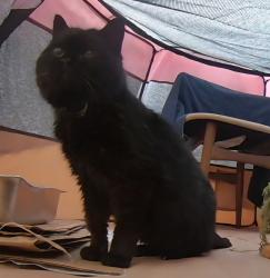 Found/Stray Female Cat last seen Lime Oak Dr, Penn Hills, Pittsburgh, PA 15235