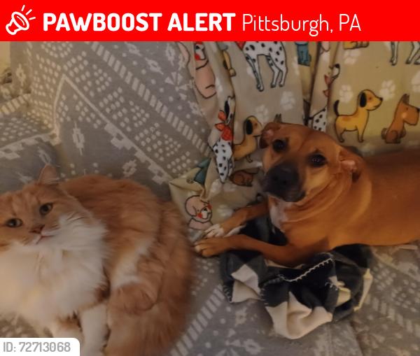 Lost Male Cat last seen Greencrest, Witt, Altmar, Pittsburgh, PA 15226