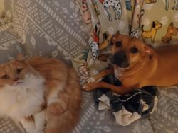 Lost Male Cat last seen Greencrest, Witt, Altmar, Pittsburgh, PA 15226