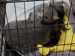 Found/Stray Female Cat last seen Found hollywood blvd and vegas valley dr, Sunrise Manor, NV 89142