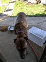 Found/Stray Female Dog last seen Oakley , Columbus, OH 43204
