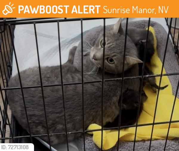 Found/Stray Female Cat last seen Found hollywood blvd and vegas valley dr, Sunrise Manor, NV 89142