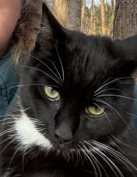 Lost Male Cat last seen Craig Rd and Bivins Rd, Durham, NC 27712