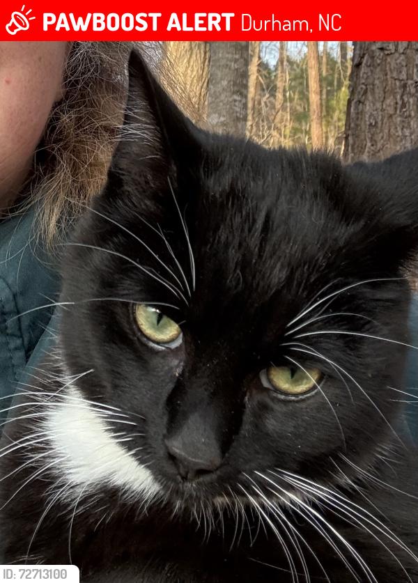 Lost Male Cat last seen Craig Rd and Bivins Rd, Durham, NC 27712