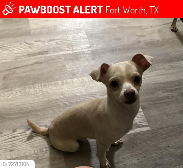 Lost Male Dog last seen Tanneyhill ln y Vel dr , Fort Worth, TX 76112