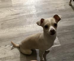Lost Male Dog last seen Tanneyhill ln y Vel dr , Fort Worth, TX 76112