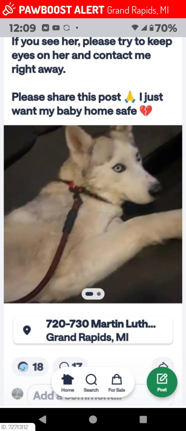 Lost Female Dog last seen Boston and Plymouth , Grand Rapids, MI 49506