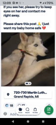 Lost Female Dog last seen Boston and Plymouth , Grand Rapids, MI 49506