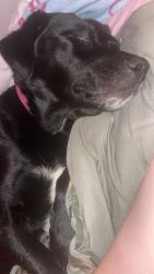 Found/Stray Female Dog last seen S 33rd W Ave, W 53rd S Tulsa Ok. , Tulsa, OK 74107