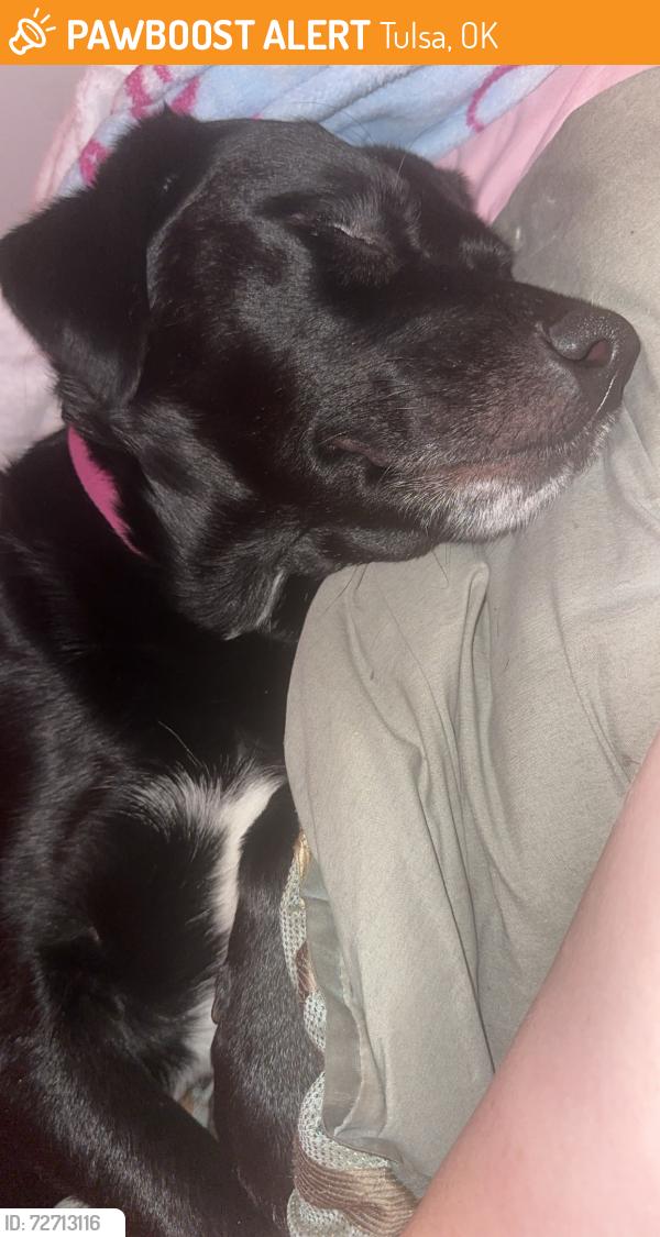 Found/Stray Female Dog last seen S 33rd W Ave, W 53rd S Tulsa Ok. , Tulsa, OK 74107