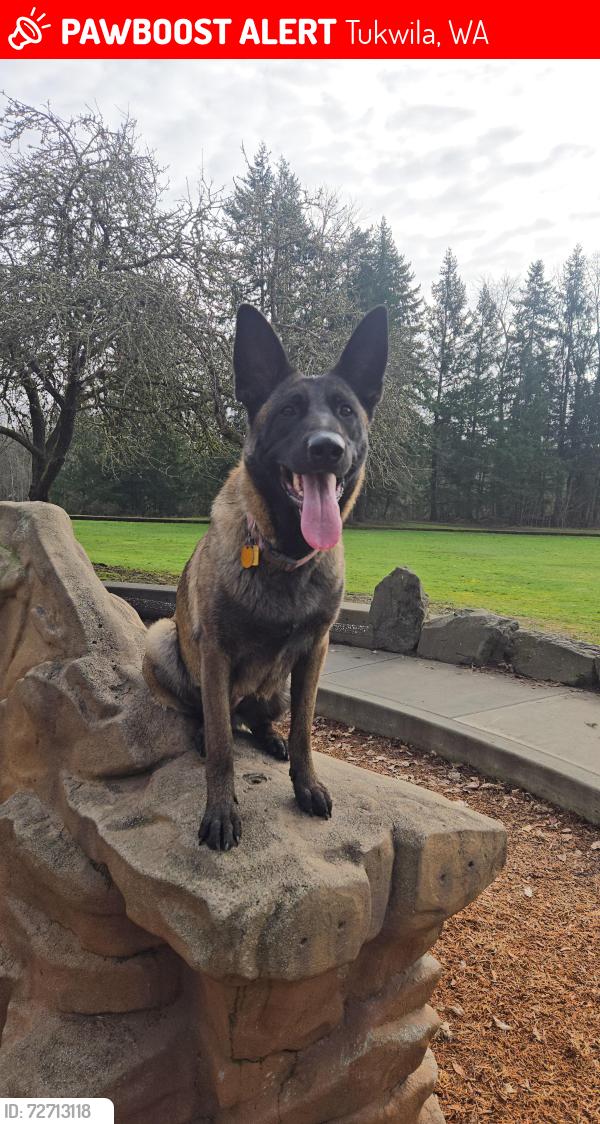 Lost Female Dog last seen Allentown park , Tukwila, WA 98178