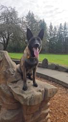 Lost Female Dog last seen Allentown park , Tukwila, WA 98178