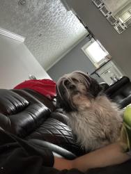Lost Male Dog last seen 38th street, Indianapolis, IN 46224
