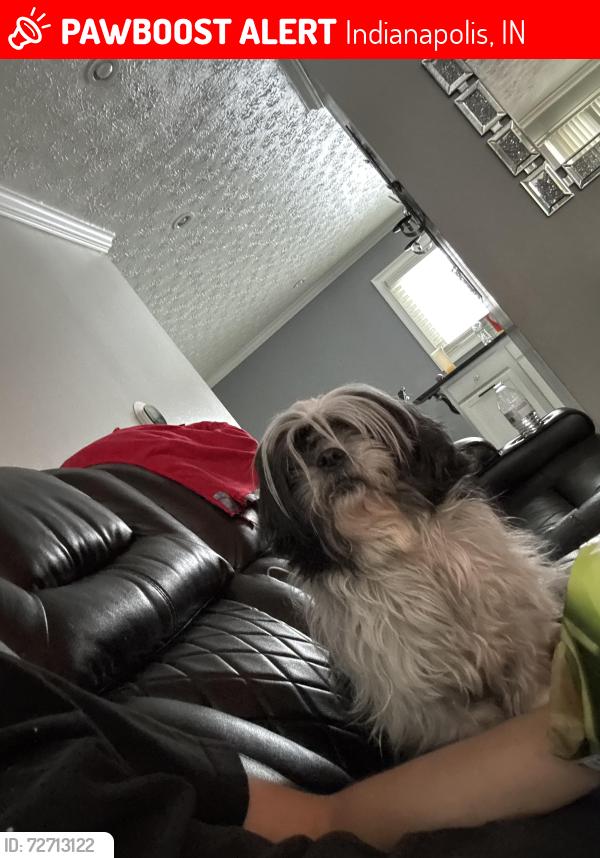 Lost Male Dog last seen 38th street, Indianapolis, IN 46224