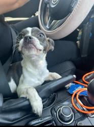 Lost Female Dog last seen Bond, clinton, Fresno, CA 93703