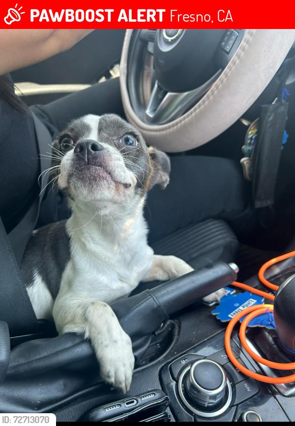 Lost Female Dog last seen Bond, clinton, Fresno, CA 93703