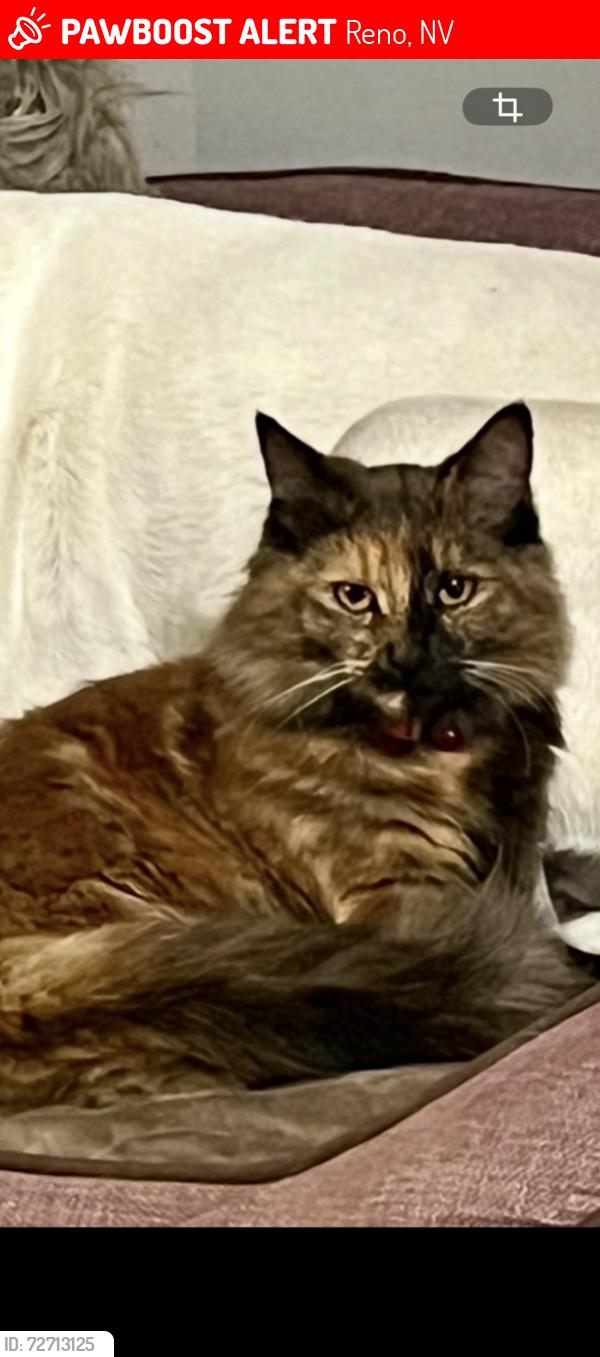 Lost Female Cat last seen Sharon Way , Reno, NV 89509