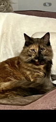 Lost Female Cat last seen Sharon Way , Reno, NV 89509