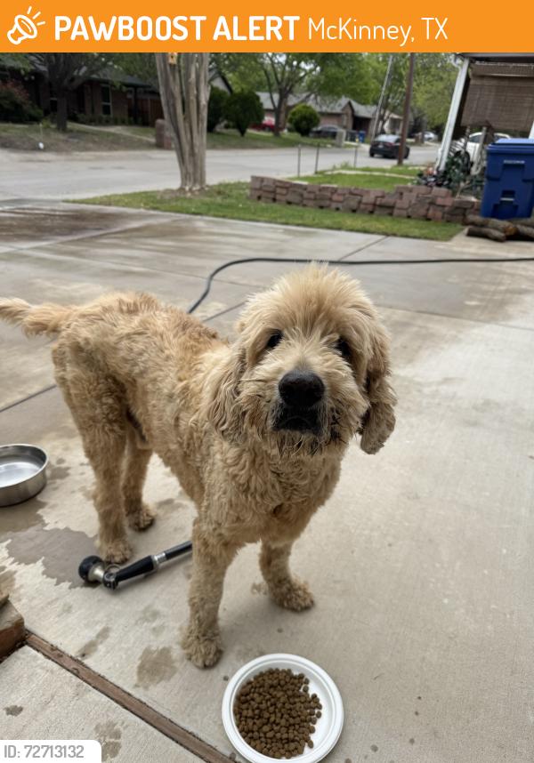 Found/Stray Male Dog last seen East McKinney, McKinney, TX 75069