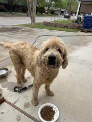 Found/Stray Male Dog last seen East McKinney, McKinney, TX 75069