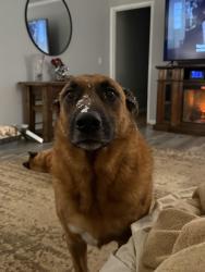 Lost Male Dog last seen Rucker Boulevard, Enterprise, AL 36330