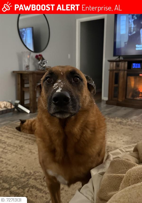 Lost Male Dog last seen Rucker Boulevard, Enterprise, AL 36330