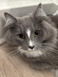 Found/Stray Unknown Cat last seen Marquis hill, Williamsburg, VA 23185