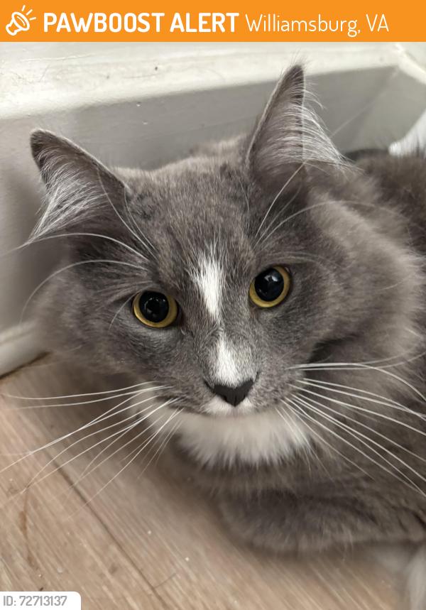 Found/Stray Unknown Cat last seen Marquis hill, Williamsburg, VA 23185