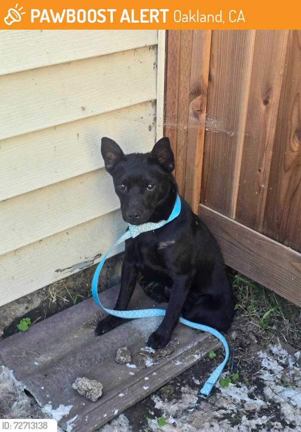 Found/Stray Male Dog last seen Olive and Ritchie St, near Arroyo Viejo Park, Oakland, CA 94605