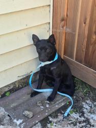 Found/Stray Male Dog last seen Olive and Ritchie St, near Arroyo Viejo Park, Oakland, CA 94605