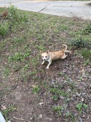 Found/Stray Male Dog last seen East Athens Dog Park , Athens, GA 30605