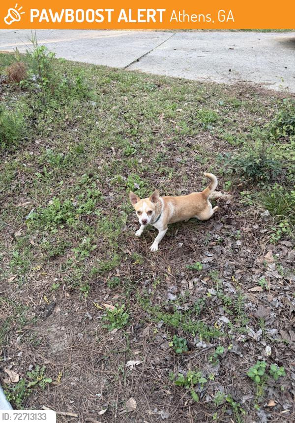 Found/Stray Male Dog last seen East Athens Dog Park , Athens, GA 30605