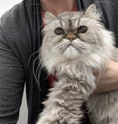 Found/Stray Male Cat last seen Lee Health: 9981 S HealthPark Dr, Fort Myers, FL 33908 , Fort Myers, FL 33908