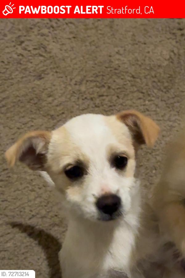 Lost Female Dog last seen Laurel , Stratford, CA 93266