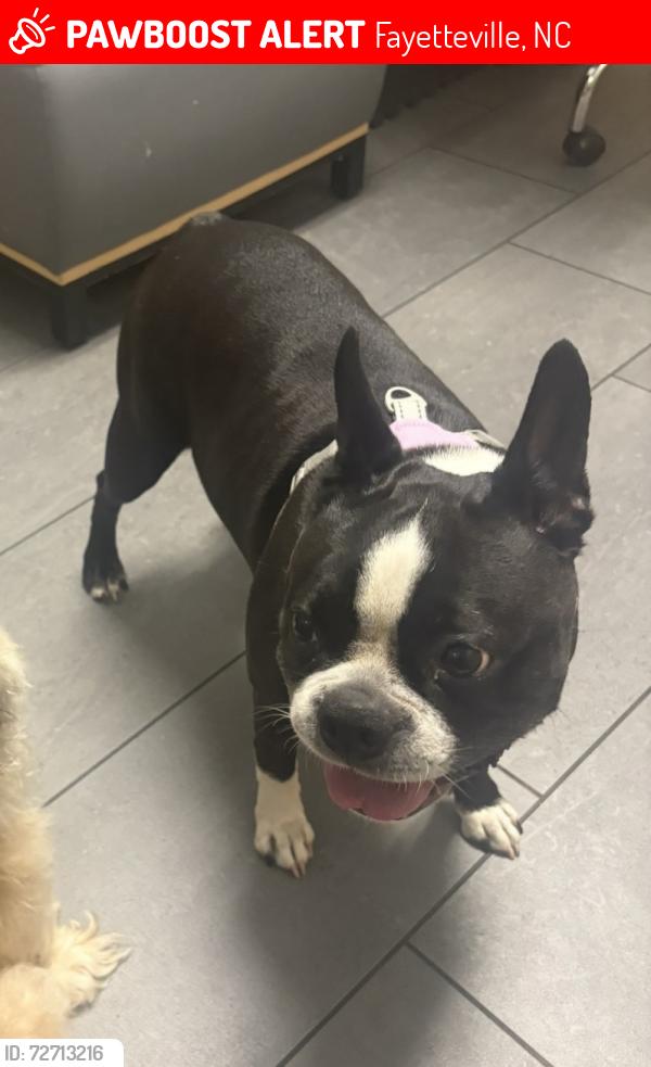 Lost Female Dog last seen Celtic drive , Fayetteville, NC 28306