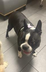 Lost Female Dog last seen Celtic drive , Fayetteville, NC 28306