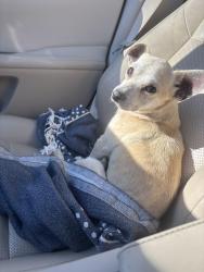 Found/Stray Male Dog last seen 105e and FM 362, Navasota, TX 77868