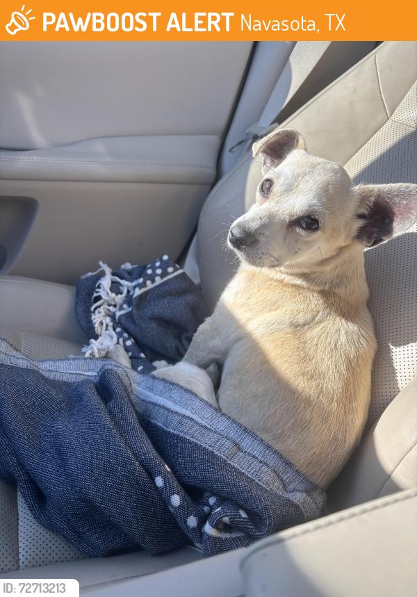 Found/Stray Male Dog last seen 105e and FM 362, Navasota, TX 77868