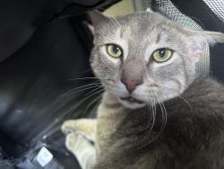 Found/Stray Male Cat last seen Elk Grove Florin Rd, Elk Grove, CA 95624