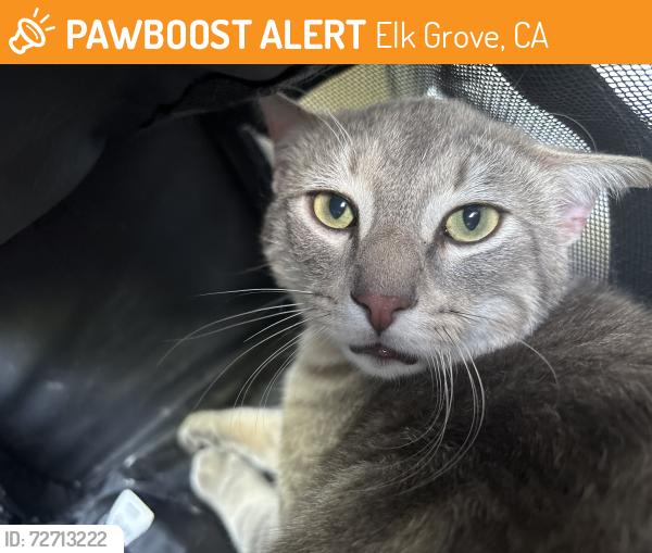 Found/Stray Male Cat last seen Elk Grove Florin Rd, Elk Grove, CA 95624