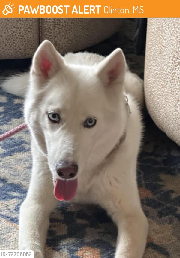 Found/Stray Female Dog last seen Clinton Tinnin Rd in the curve between Jimmy Williams Rd and N Ratliff Rd , Clinton, MS 39056