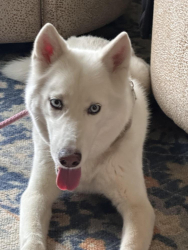 Found/Stray Female Dog last seen Clinton Tinnin Rd in the curve between Jimmy Williams Rd and N Ratliff Rd , Clinton, MS 39056
