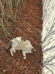 Lost Male Cat last seen Near 21st sw vero beach florida , Vero Beach, FL 32968